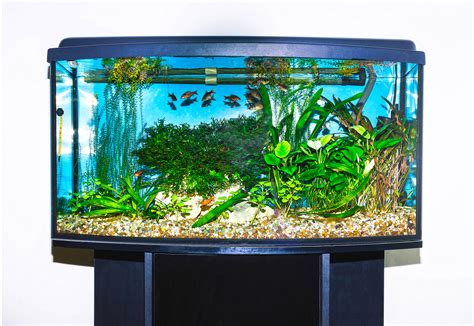The 10 Best Fish Tanks And Aquariums .